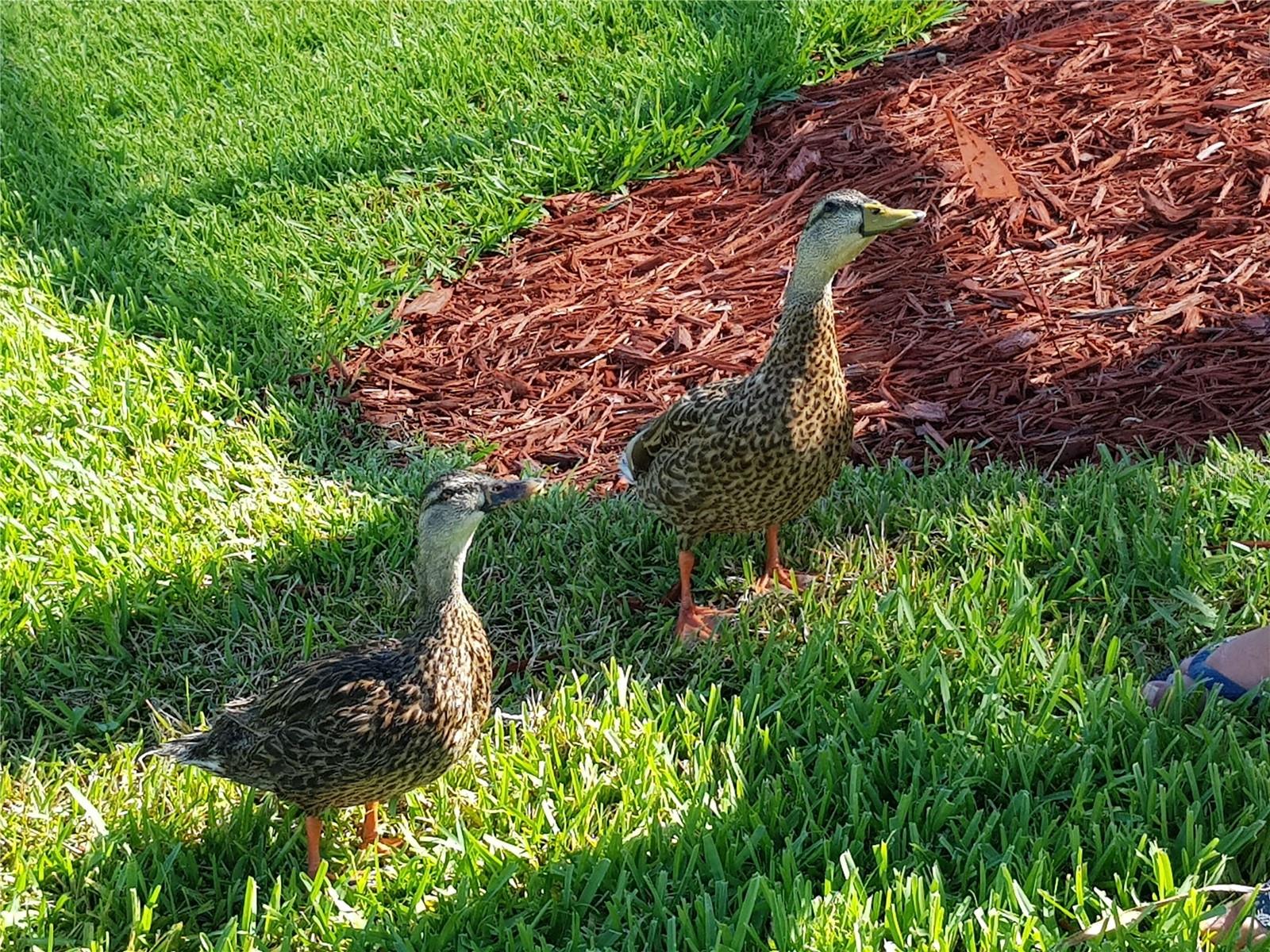 LAKE BERKLEY RESORT - Residential