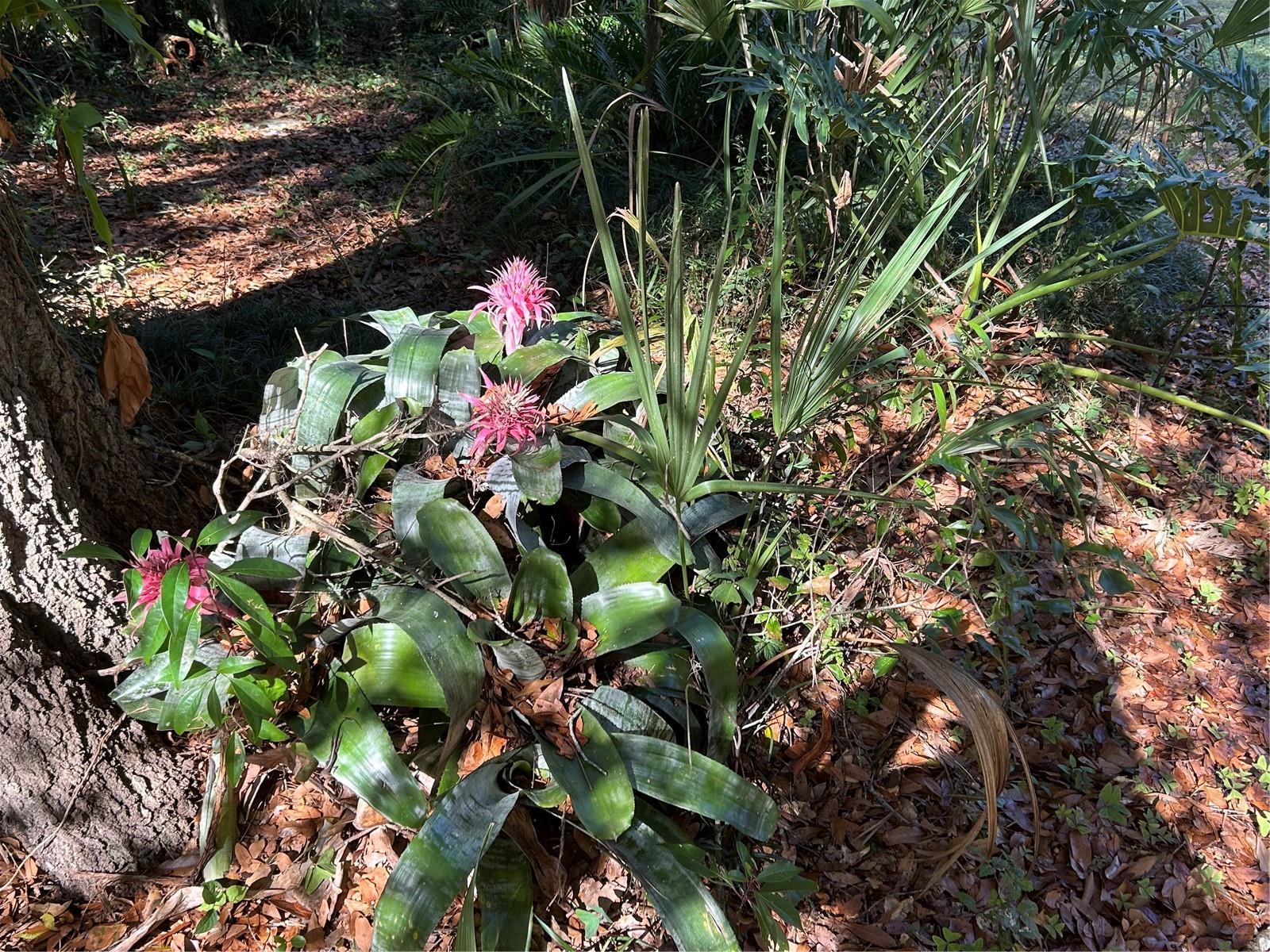 GOODSON - Residential