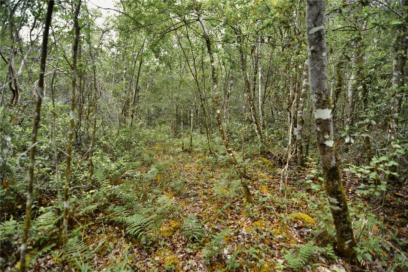 SWEET GUM ROAD