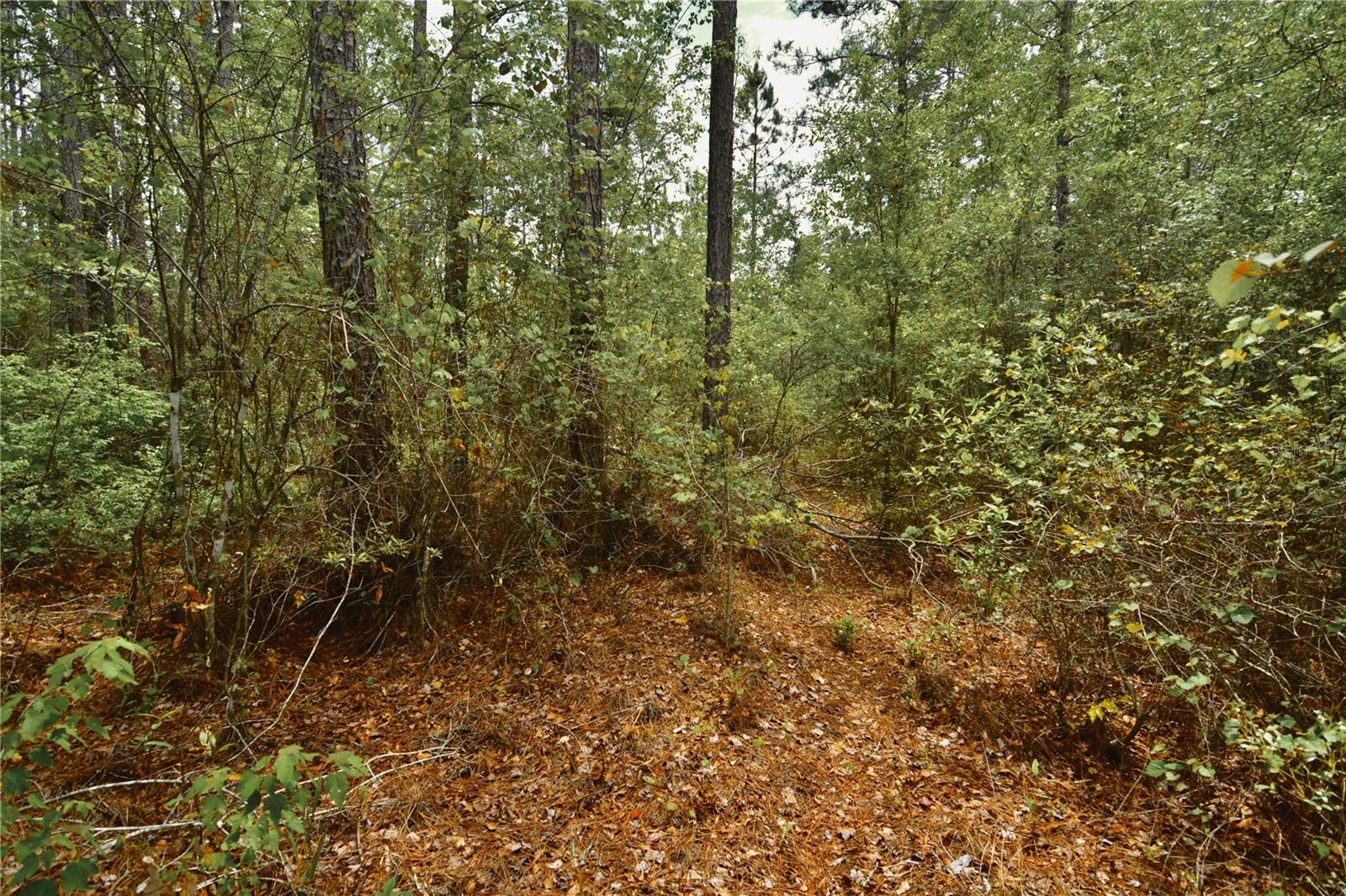 SWEET GUM ROAD