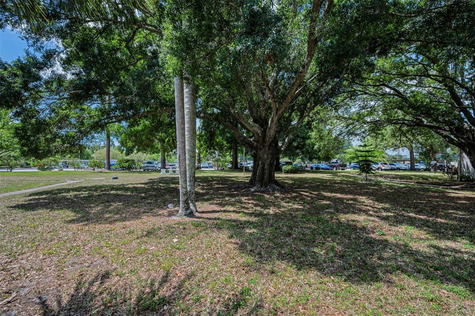 PINE RIDGE AT PALM HARBOR - Residential