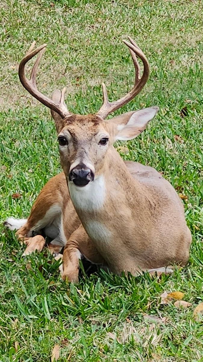 LAUREL OAK ESTATES SEC 02 - Residential