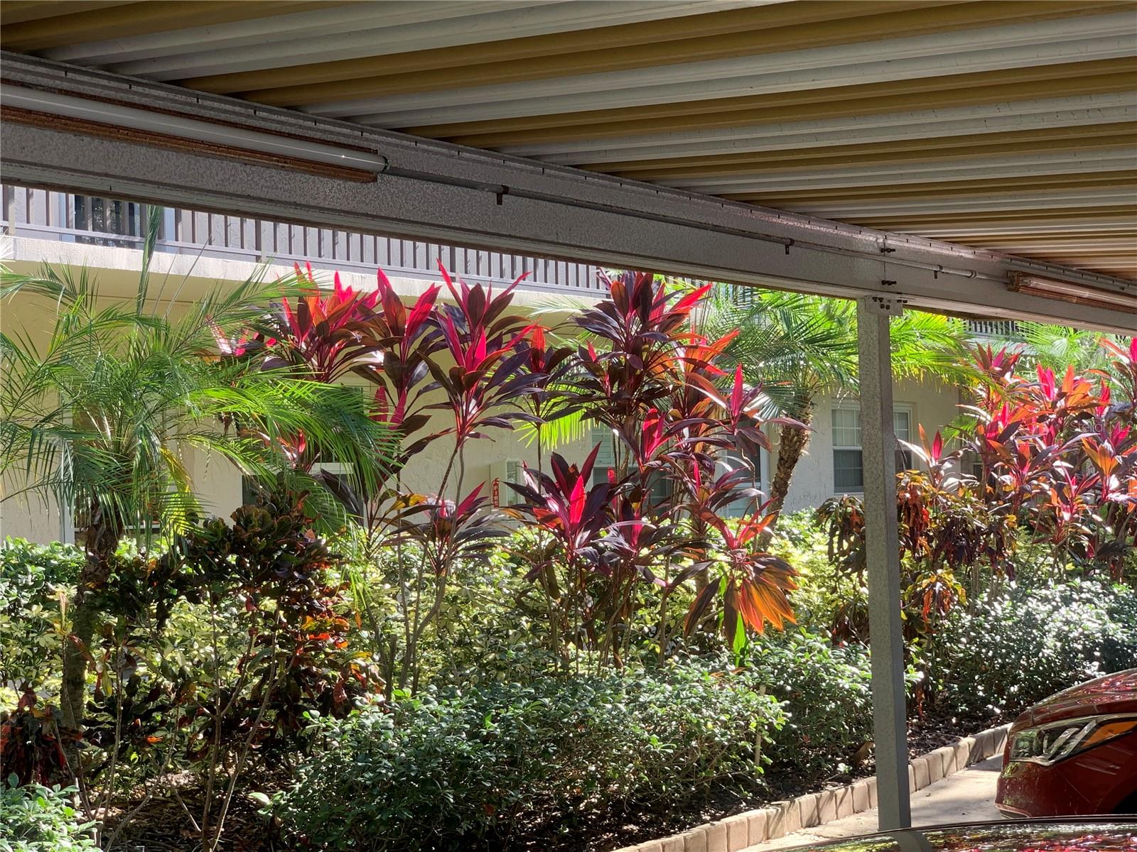 PATRICIAN OAKS - Residential