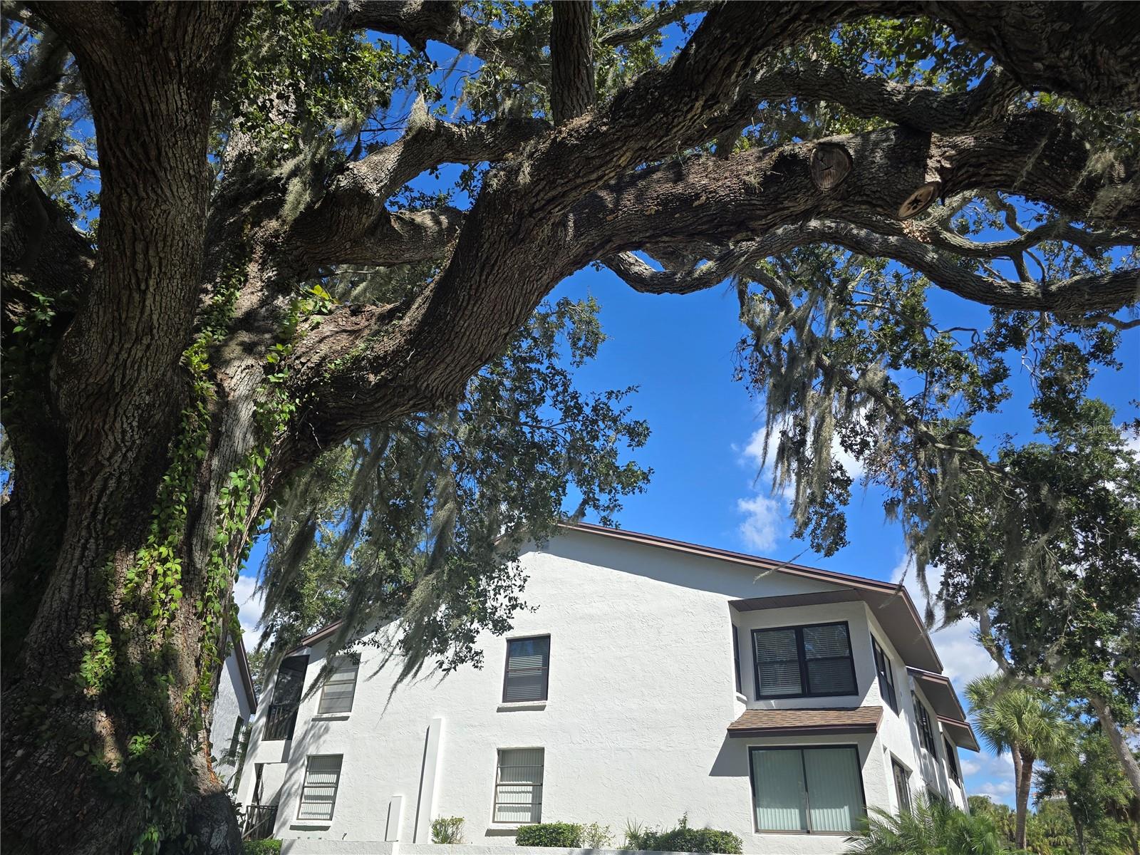 411 S BAYSHORE BOULEVARD 1