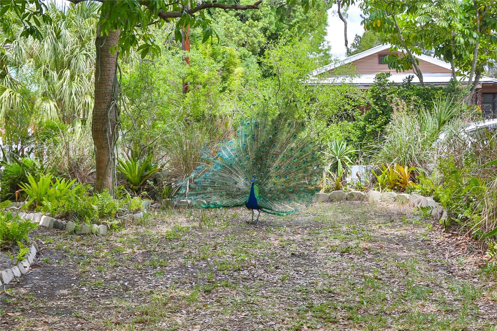 INDIAN BEACH MAP OF - Residential Income