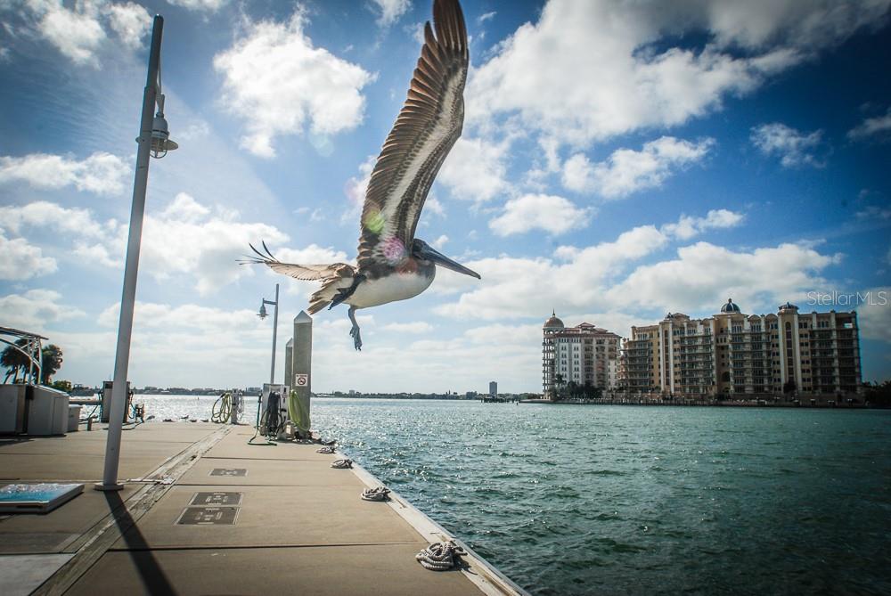 INDIAN BEACH MAP OF - Residential Income