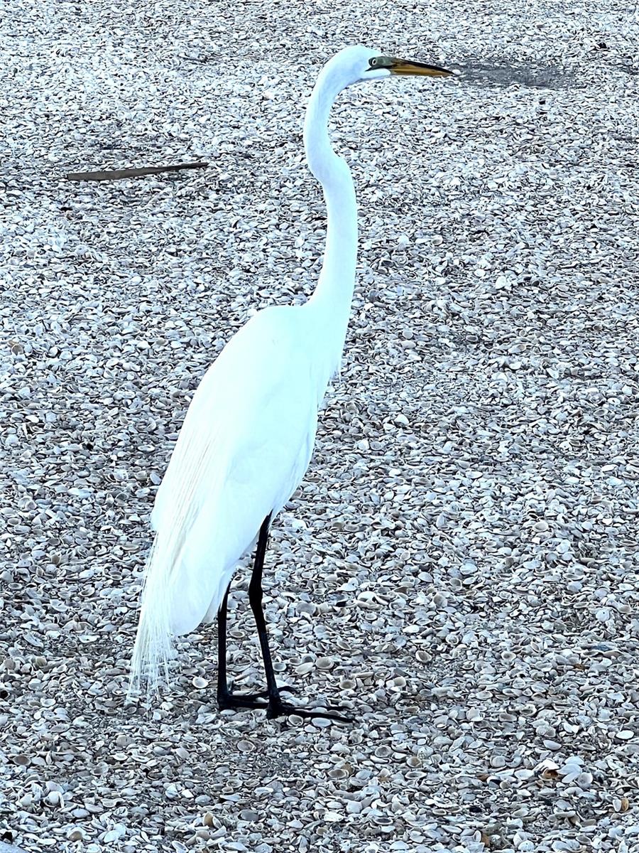 SHADOW LAKES CONDO - Residential