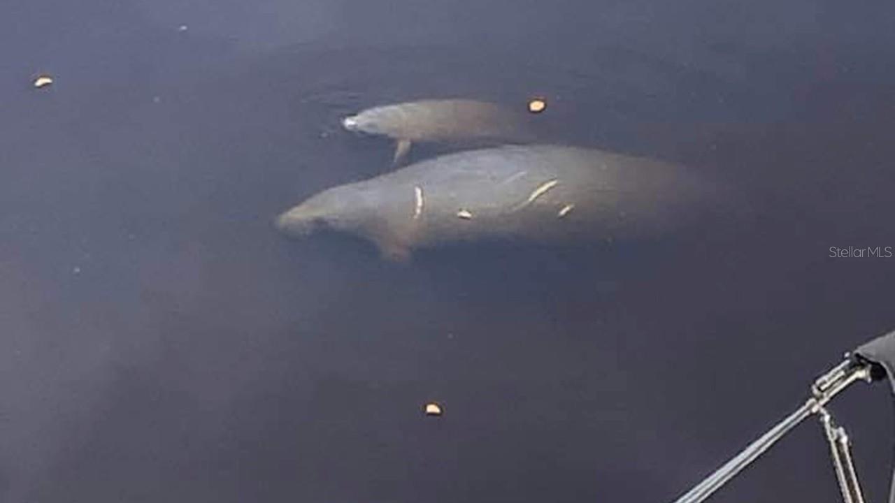 PEACE HARBOR - Residential