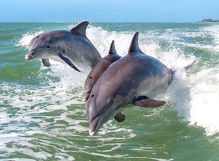 THE WOODS AT PINEBROOK - Residential