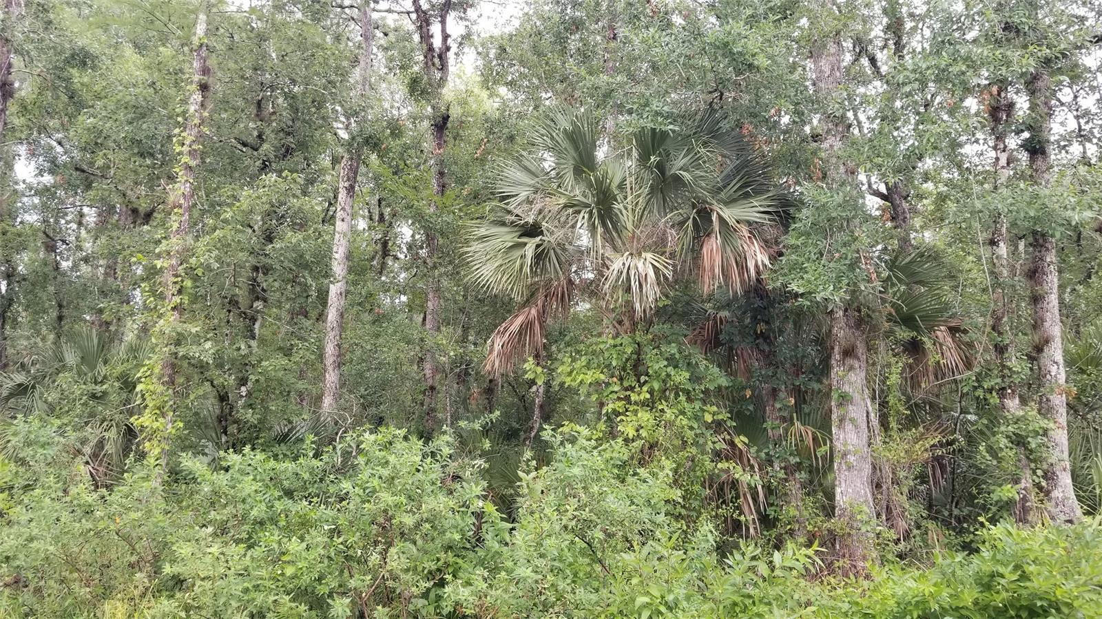 Howe & Curriers Allotment - Land