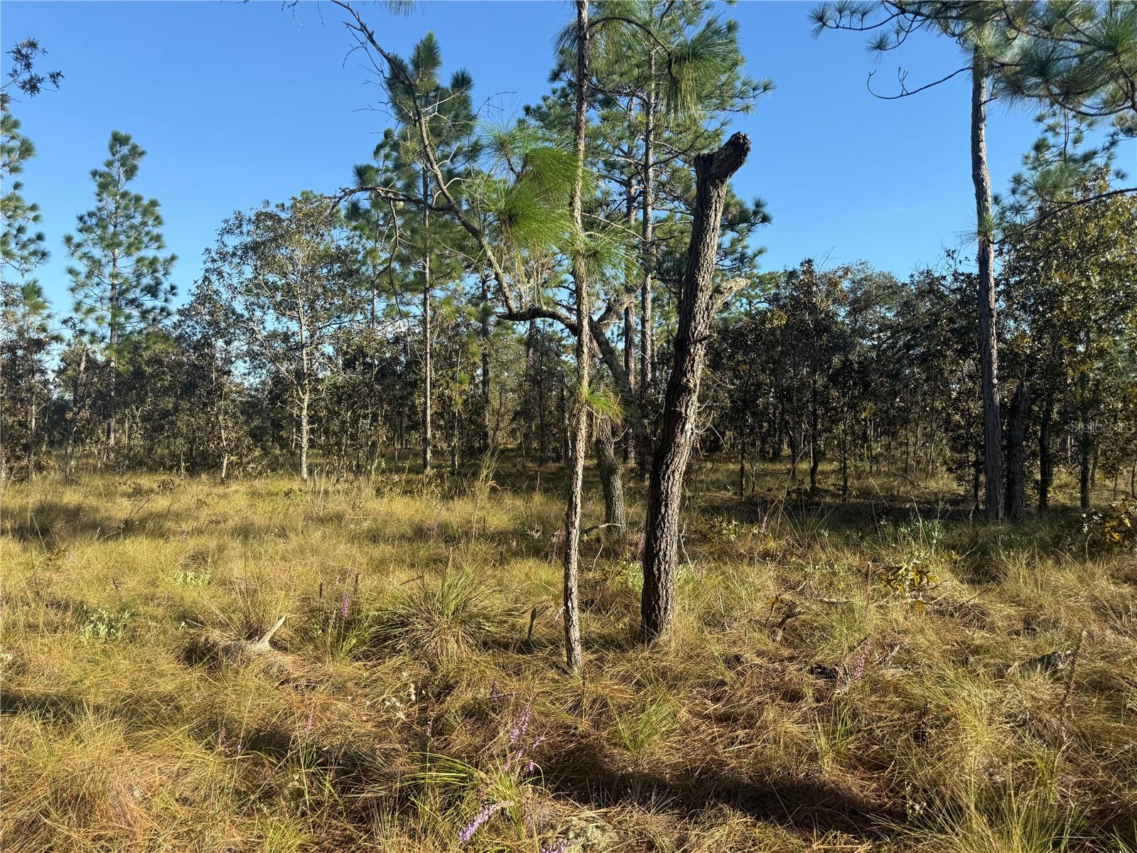 TRIPLE CROWN FARMS I - Land