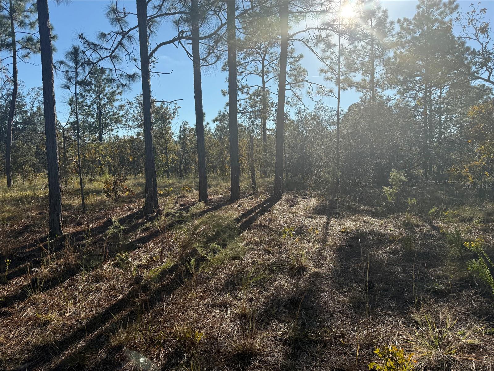 TRIPLE CROWN FARMS I - Land