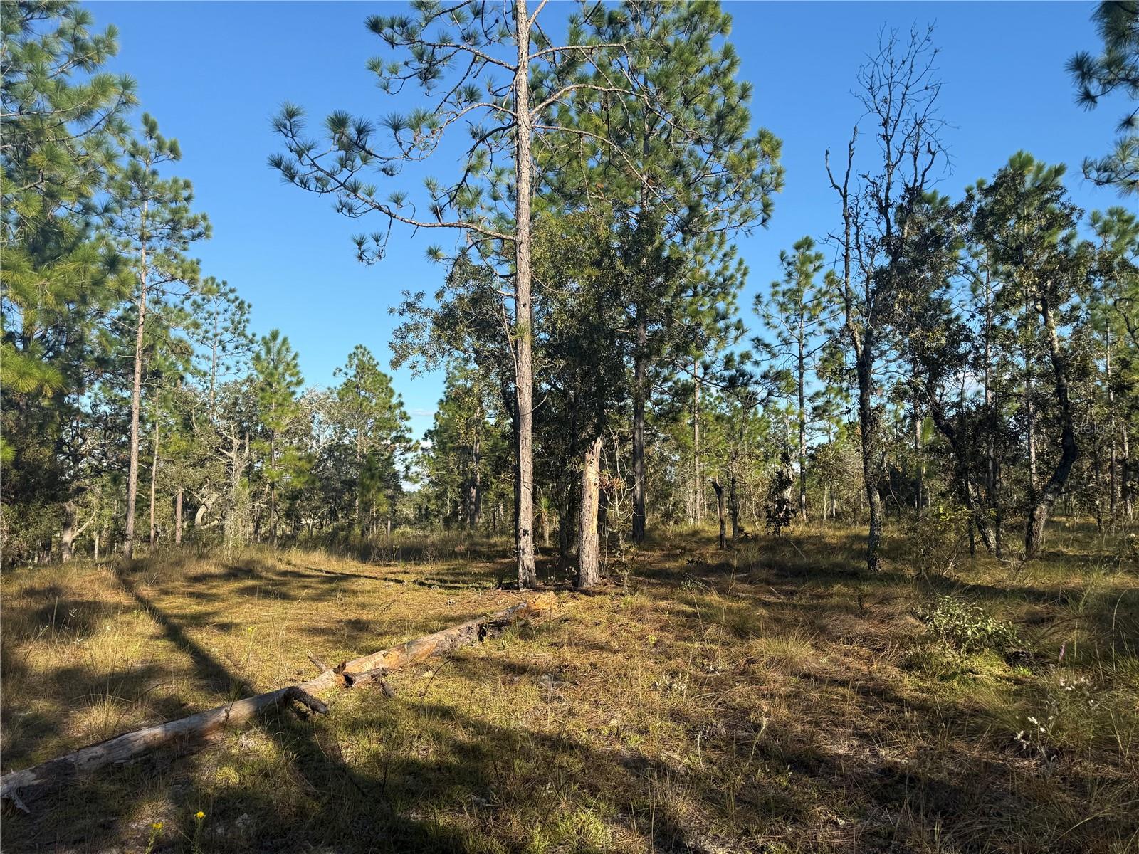 TRIPLE CROWN FARMS I - Land