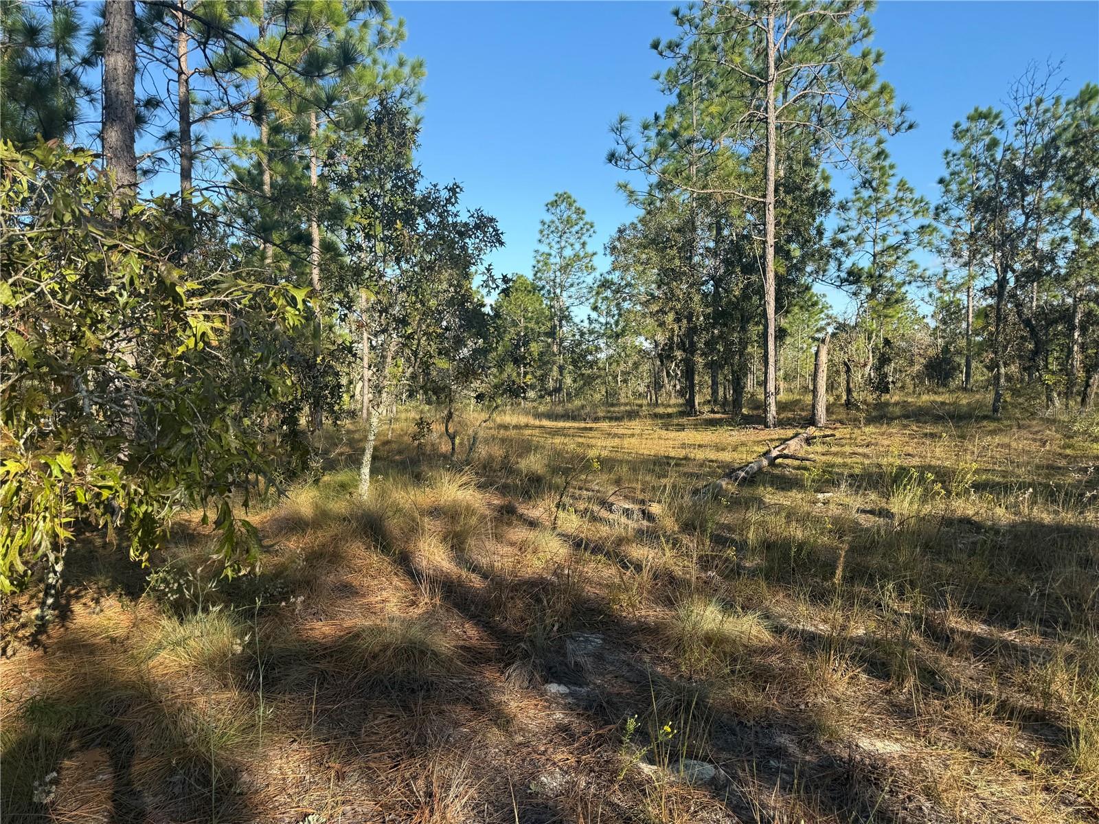 TRIPLE CROWN FARMS I - Land