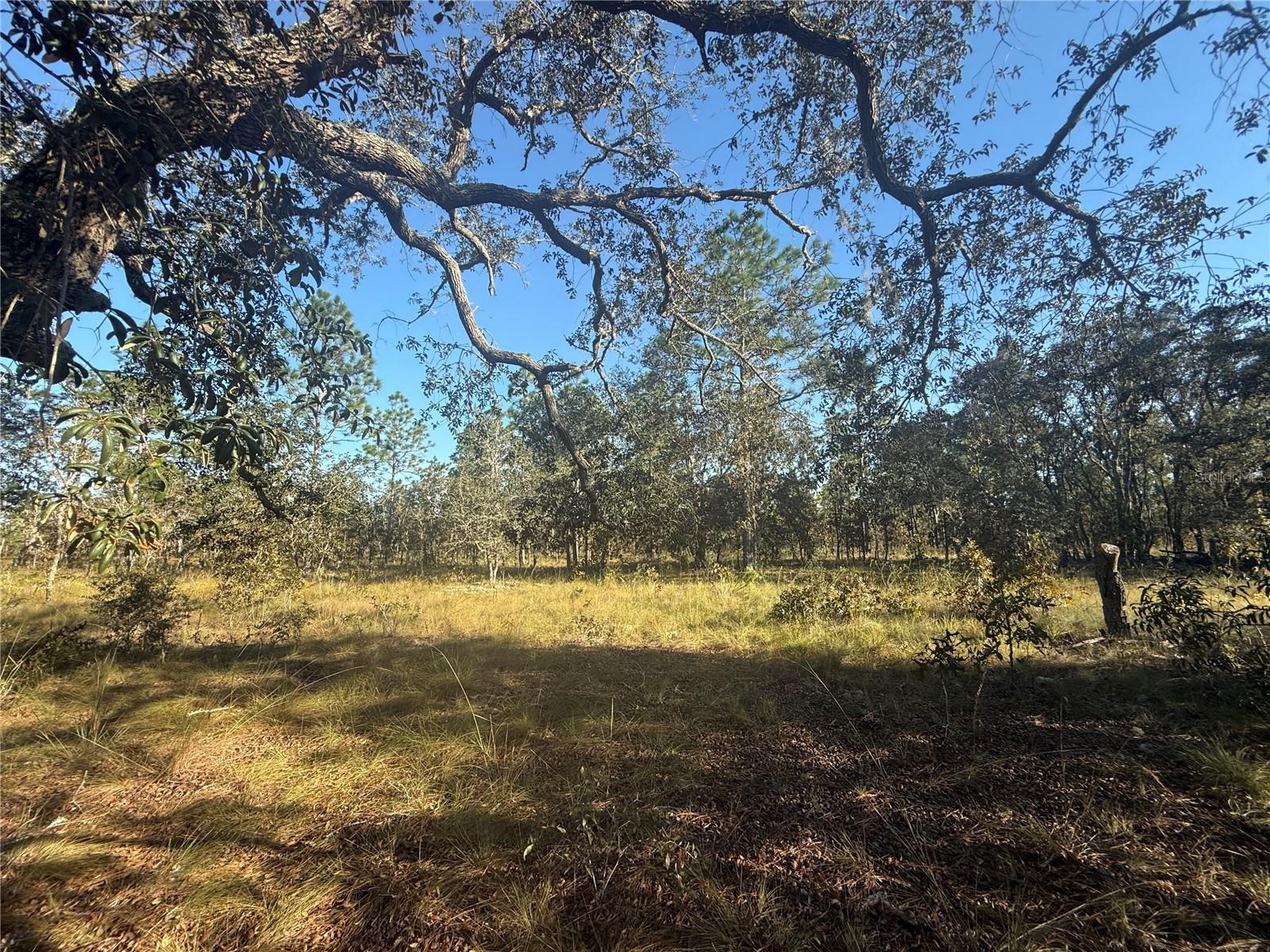 TRIPLE CROWN FARMS I - Land