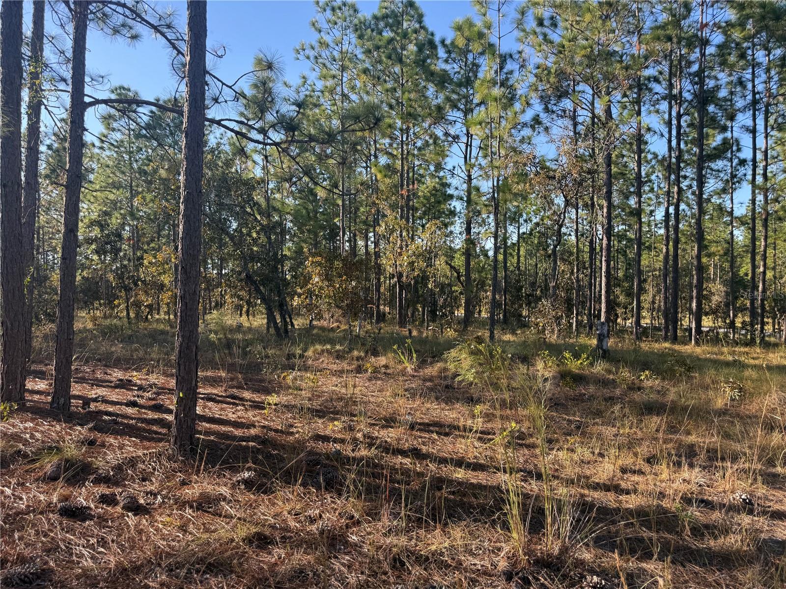 TRIPLE CROWN FARMS I - Land