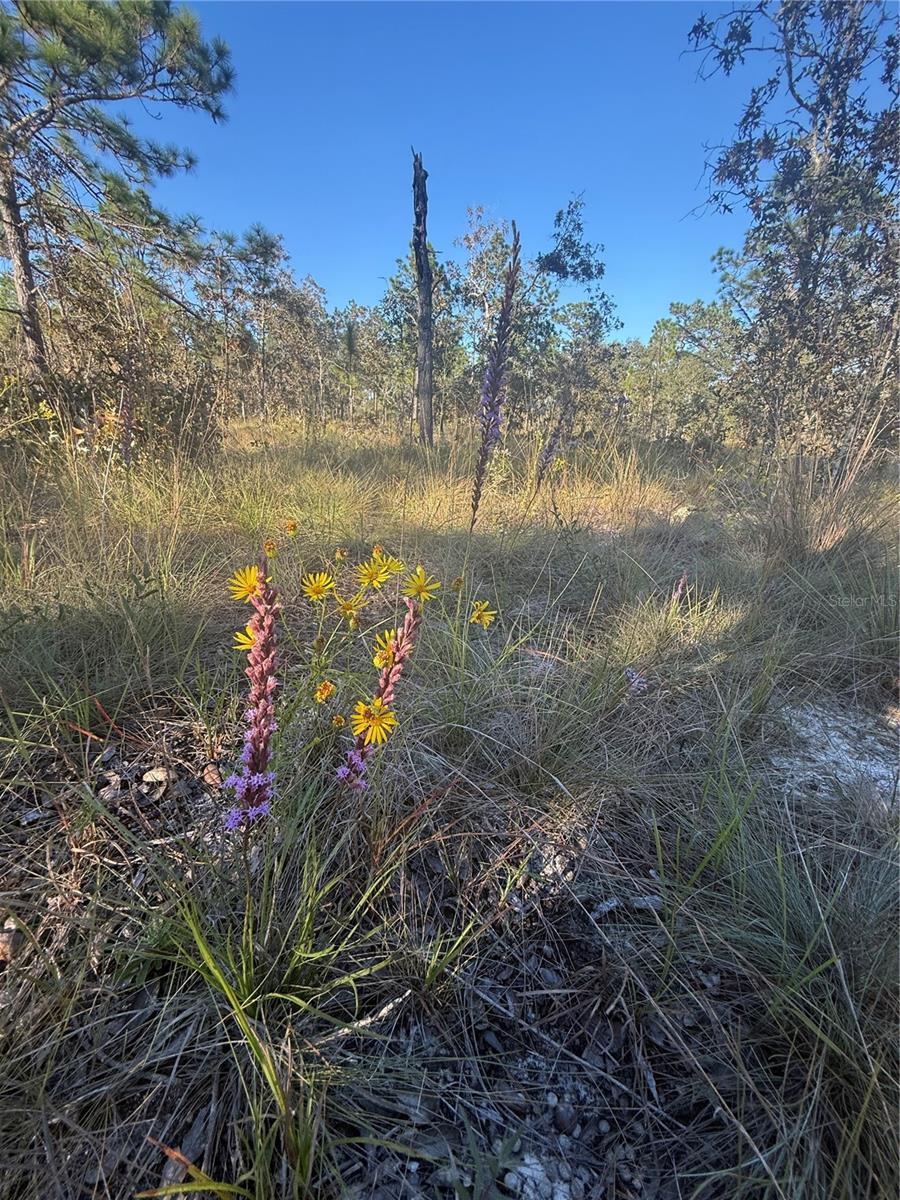 TRIPLE CROWN FARMS I - Land