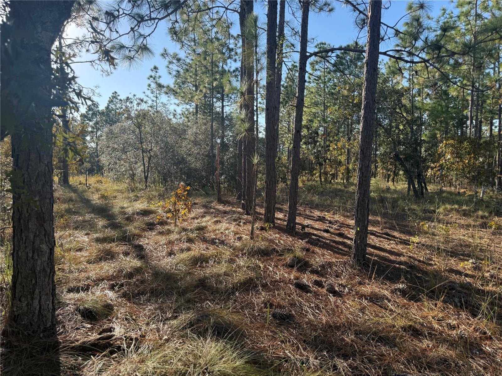 TRIPLE CROWN FARMS I - Land