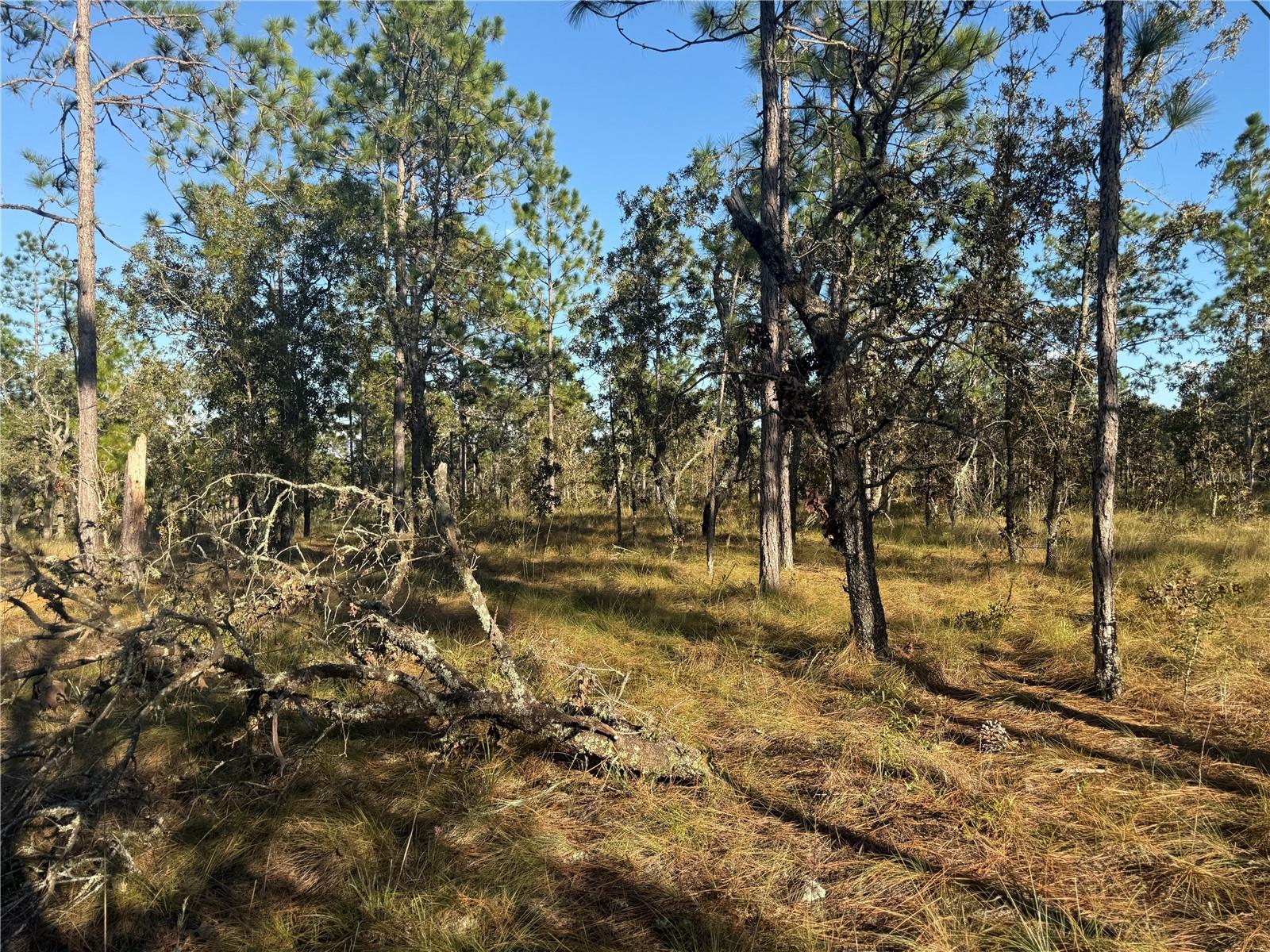 TRIPLE CROWN FARMS I - Land