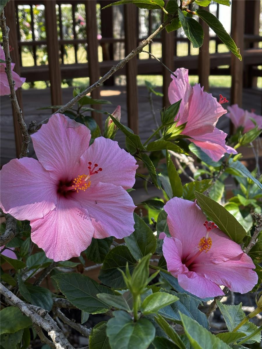 PLAZA DE FLORES - Residential