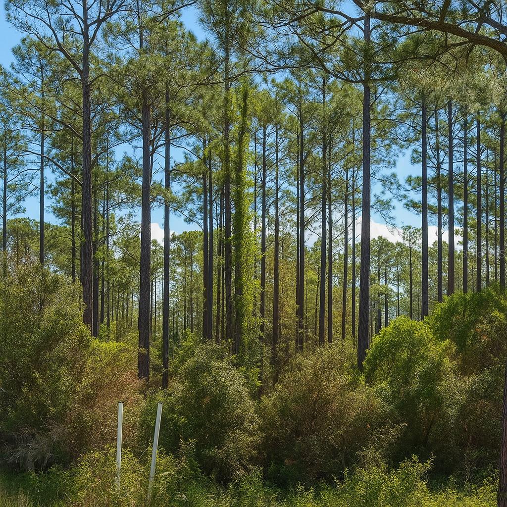 **ENTIRELY Upland*** This 1.38-acre lot offers the perfect setting for your new home—whether modular, mobile, site-built or single family residential. Located near the St. Johns River and Crescent Lake, and just minutes from Bass World Marina, The Oaks Golf Club, and Lake George Conservation Area. Zoned R-2 in the quiet Whispering Pines subdivision. Call today to make this beautiful piece of land yours!
PROPERTY HIGHLIGHTS:
• 1.38 acres of dry, buildable land
• Zoning: Residential-2
• Build your mobile home, modular home, or site-built single-family residence
• Easy road access on a quiet cul-de-sac (Tamarac Ct)
• Power nearby for easy connection
LOCATION ADVANTAGES:
• 5.3 miles to The Oaks Golf Club
• 4.8 miles to Bass World Lodge & Marina (St. Johns River access)
• 7.9 miles to Lake George Conservation Area
• Under 30 minutes to Palatka and Crescent City
• Quick access to Hwy 17 for smooth travel to Daytona Beach or Gainesville
GPS Coordinates: 29.39188521, -81.59987801
Enter these coordinates into Google Maps on your phone or your GPS device for accurate directions to the property.