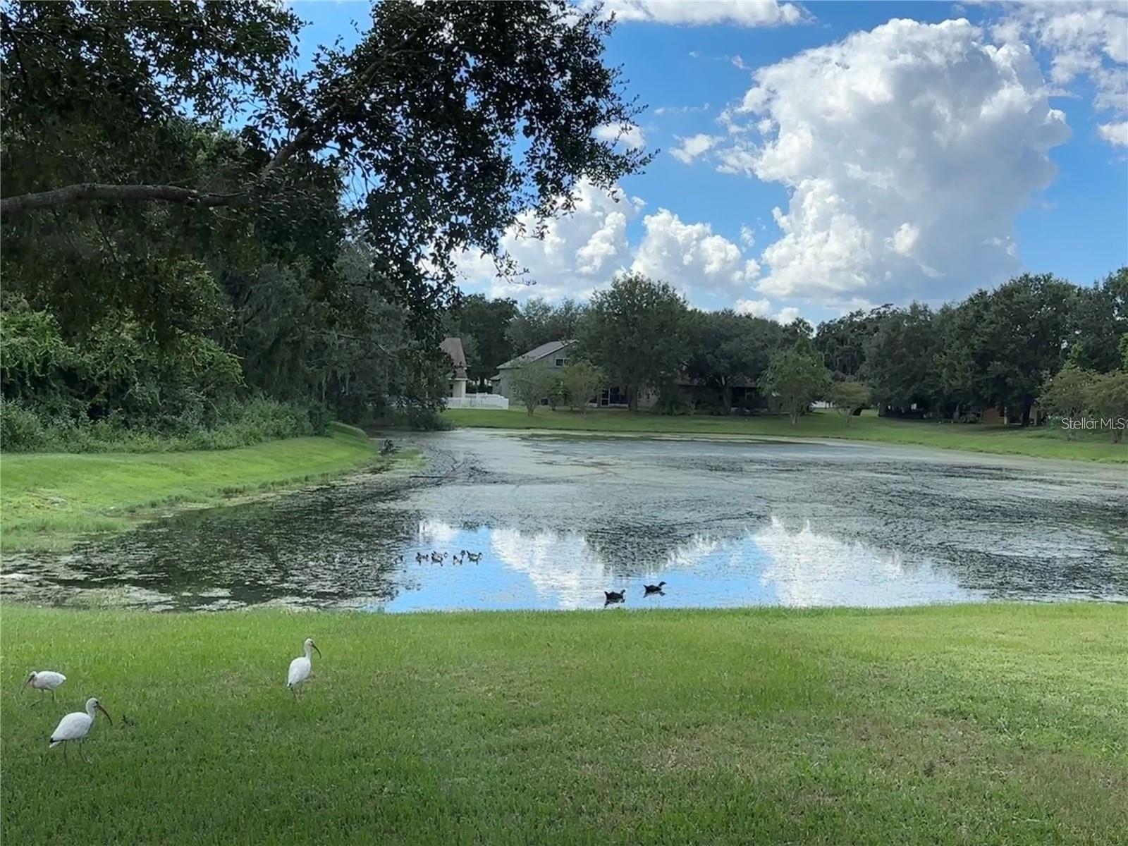 HIDDEN OAKS AT TEMPLE TERRACE - Residential