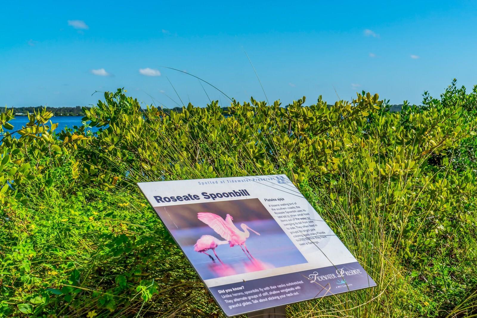 TIDEWATER PRESERVE 2 - Residential