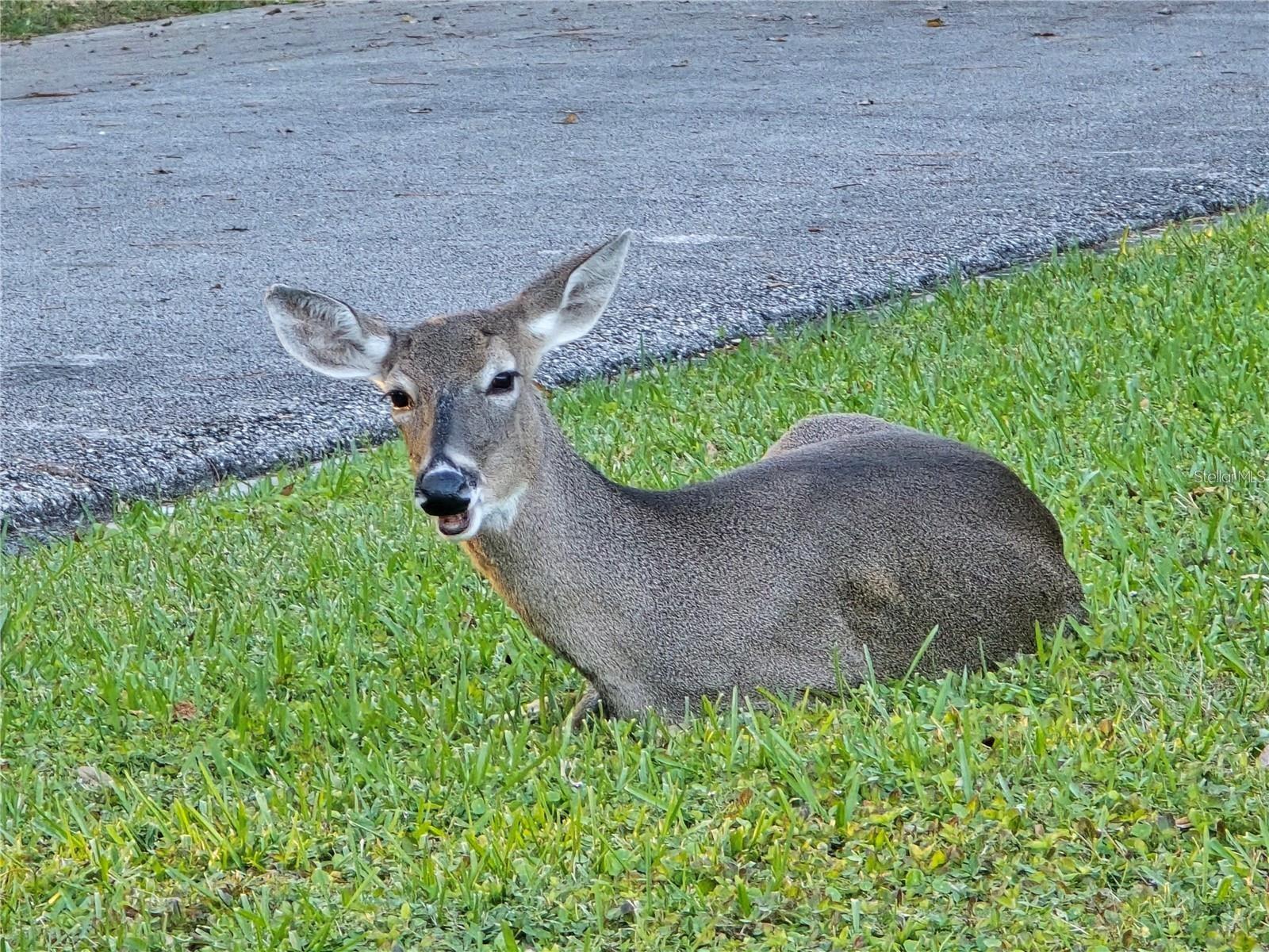 ANCHORAGE OF TARPON LAKE UNIT THREE THE - Residential
