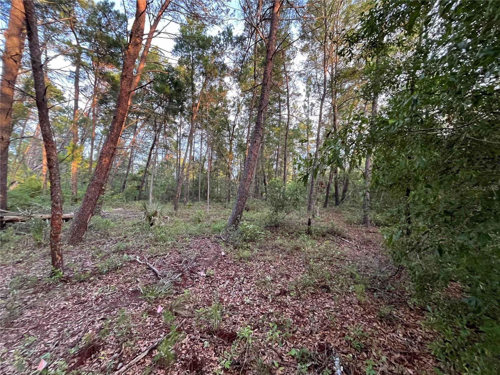 Owner financing is available with only $1,500 down!! Build or bring your mobile home to this stunning oversized 0.40 acre lot in the growing city of Interlachen. With power lines already in place, accessing electricity is a breeze. Located within minutes of schools, restaurants, diners, and parks. An easy commute to Gainesville or Palatka and less than an hour from the beach. Investing in land in Florida is a wise choice for your future, whether you're looking to build your dream home, a vacation getaway, a rental property, or simply let the land appreciate as a valuable long-term asset to resell at a profit in the future.