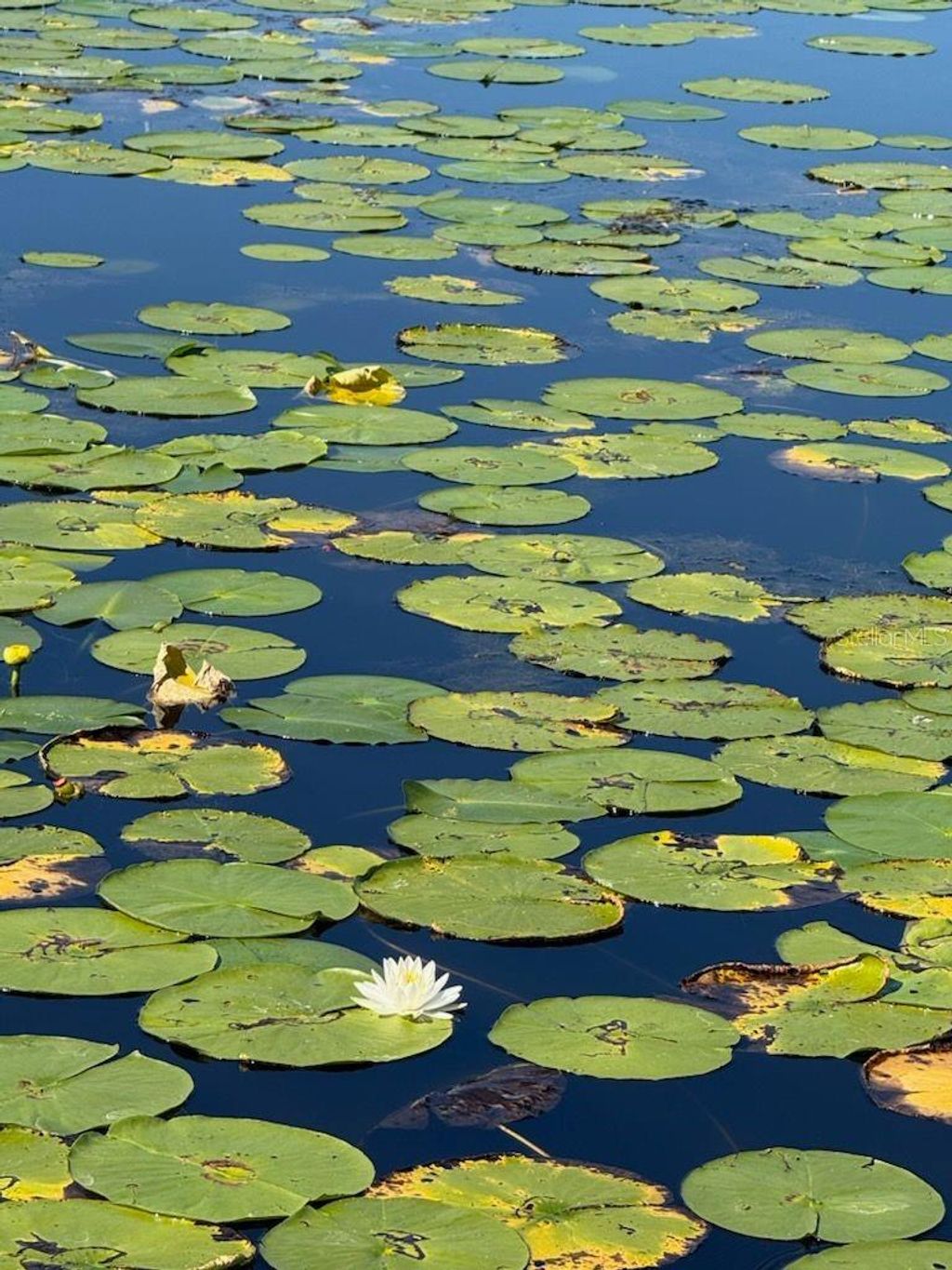 Photo of 2814 W Humphrey Street, Tampa, FL 33614 (MLS # TB8465409)