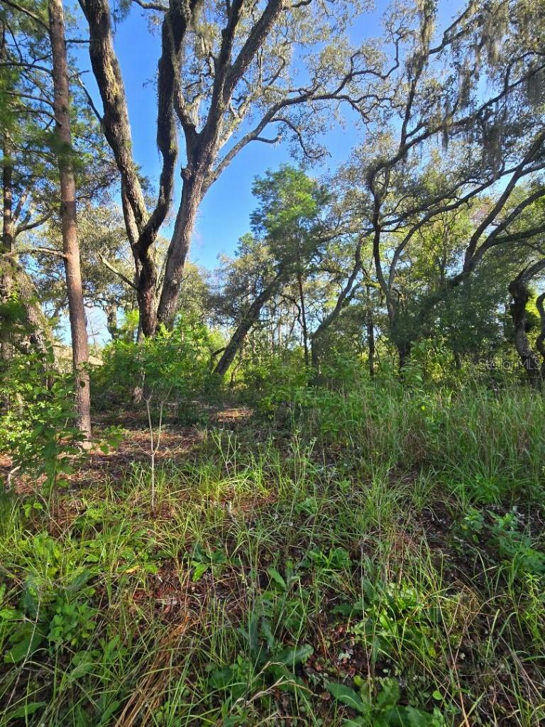Design Your Dream Home in Timberwood Acres!
Picture yourself building your perfect home on this breathtaking 1.99-acre parcel, tucked away in the highly sought-after Timberwood Acres community of Pasco County. This rare gem combines the best of both worlds—peaceful country living surrounded by native trees and serene cul-de-sacs, yet only a short drive to Tampa, shopping, dining, and top-rated schools.
Known for its upscale contemporary homes and quiet, tree-lined streets, Timberwood Acres offers an unmatched sense of privacy, elegance, and community charm. With nearly two acres of pristine land at your disposal, you have the space to create your own personal retreat—whether it’s a luxurious estate with a pool or a nature lover’s paradise. Easy commute to Tampa & St. Pete being minutes away from the Suncoast Parkway.
Opportunities like this are scarce—especially at this price. Don’t wait—make your vision a reality today!