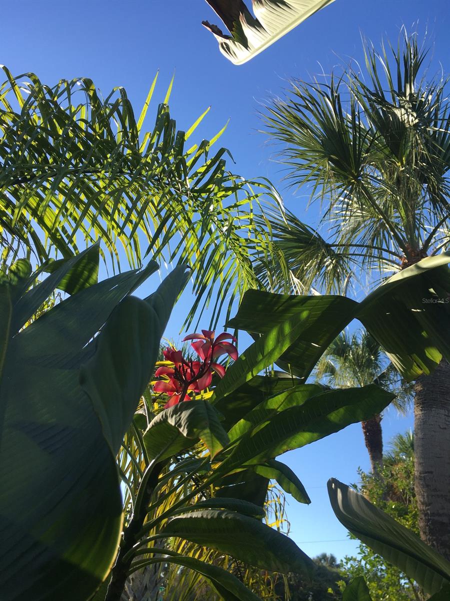 Thoburns New Smyrna Beach - Residential