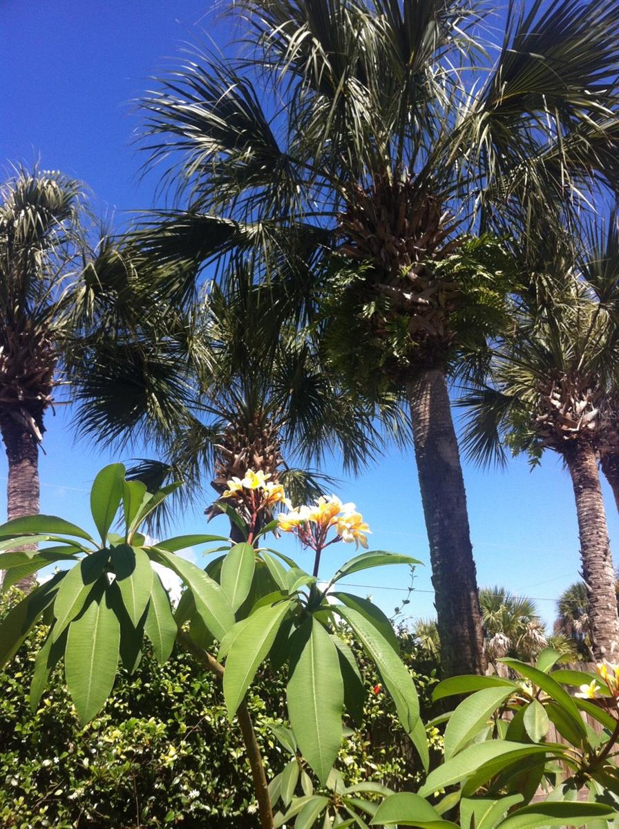 Thoburns New Smyrna Beach - Residential