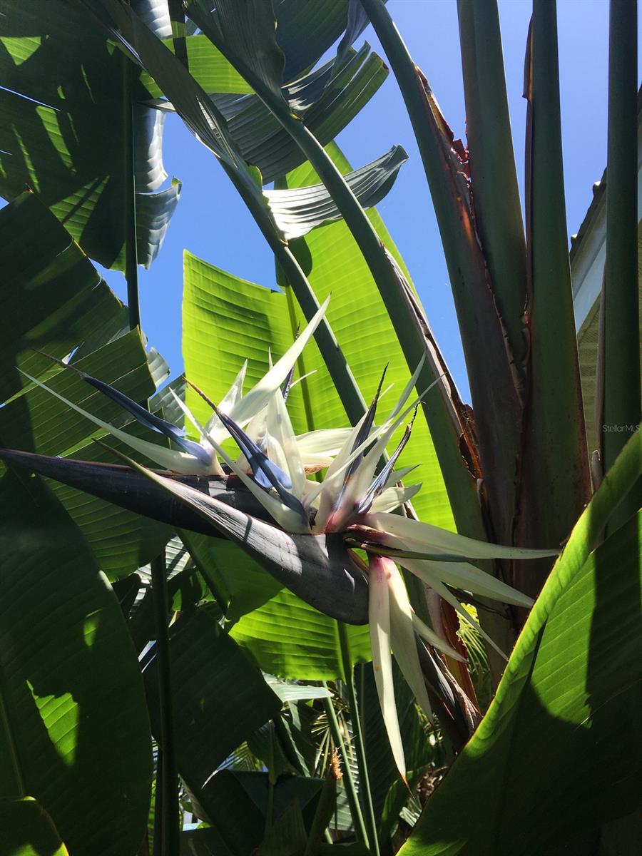 Thoburns New Smyrna Beach - Residential