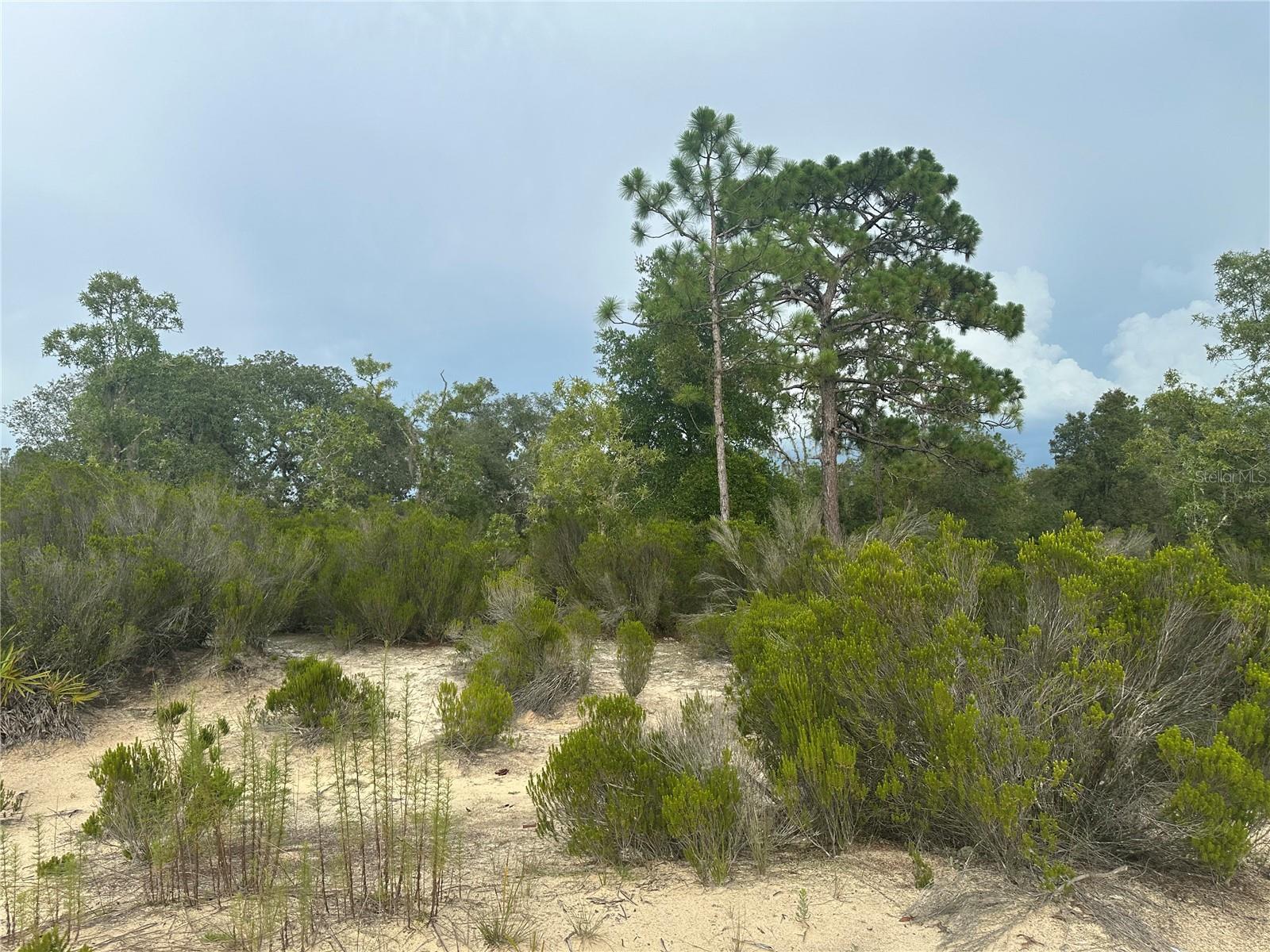 Bring your vision to life on this spacious vacant lot in Bronson, Florida, offering just over an acre of possibilities. Whether you’re planning to build your dream home or install a mobile home, this property provides the flexibility and room you’ve been looking for. Enjoy the tranquility of a rural setting while staying within easy reach of local shops, schools, and a short drive to Gainesville and Ocala. With plenty of space to create your ideal layout—add a garden, workshop, or outdoor living area—this land is ready and waiting for you. Don’t miss this opportunity to own your own slice of Bronson!