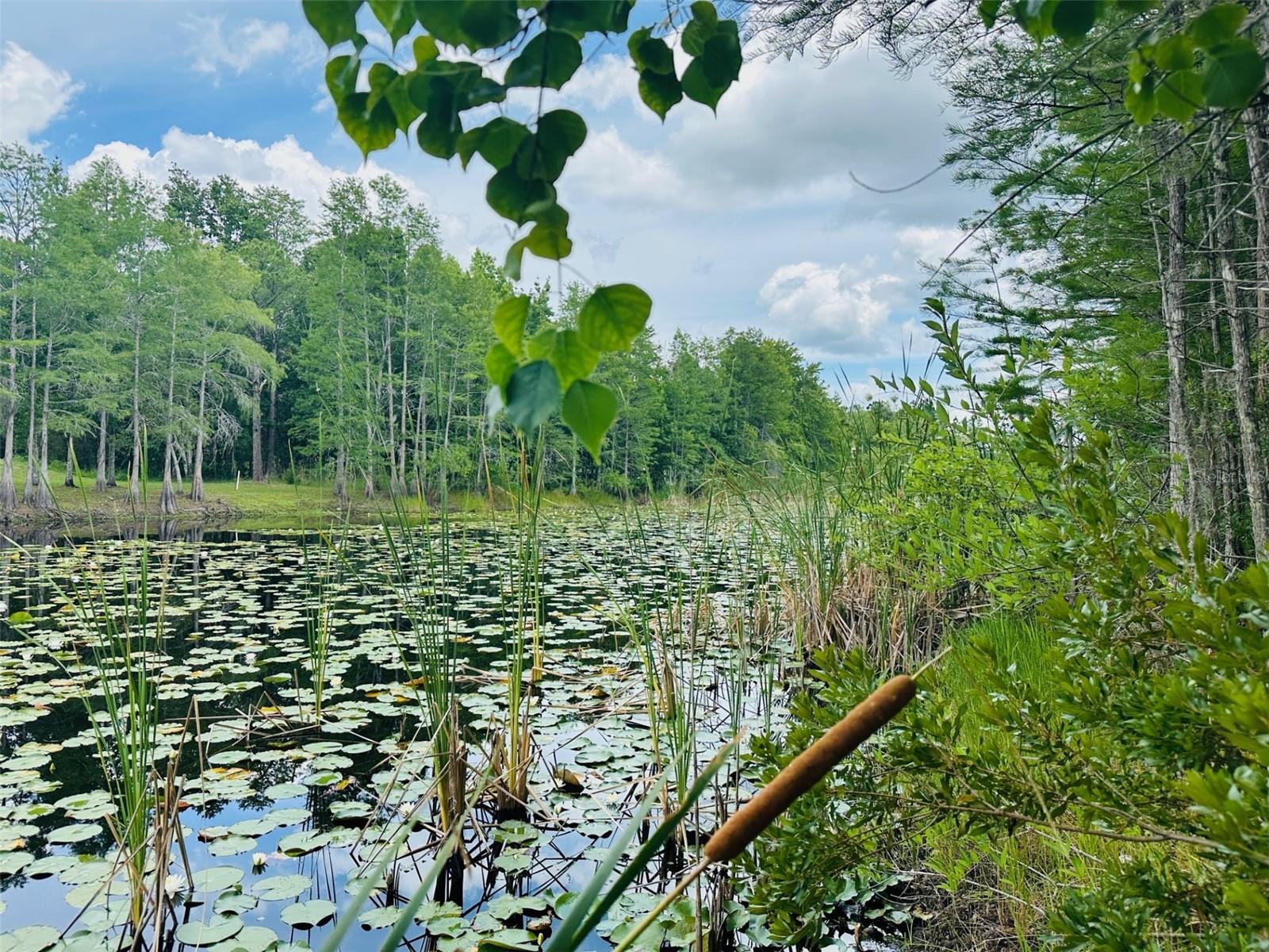 ROYAL HIGHLANDS - Land