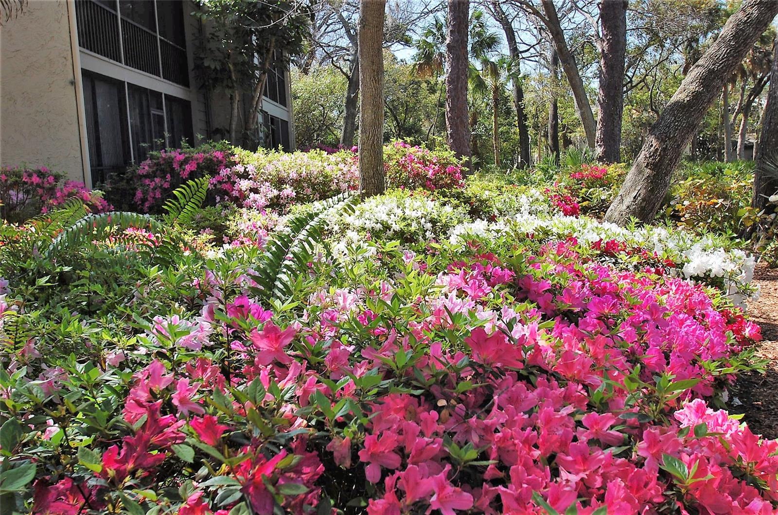 PELICAN COVE IV - Residential