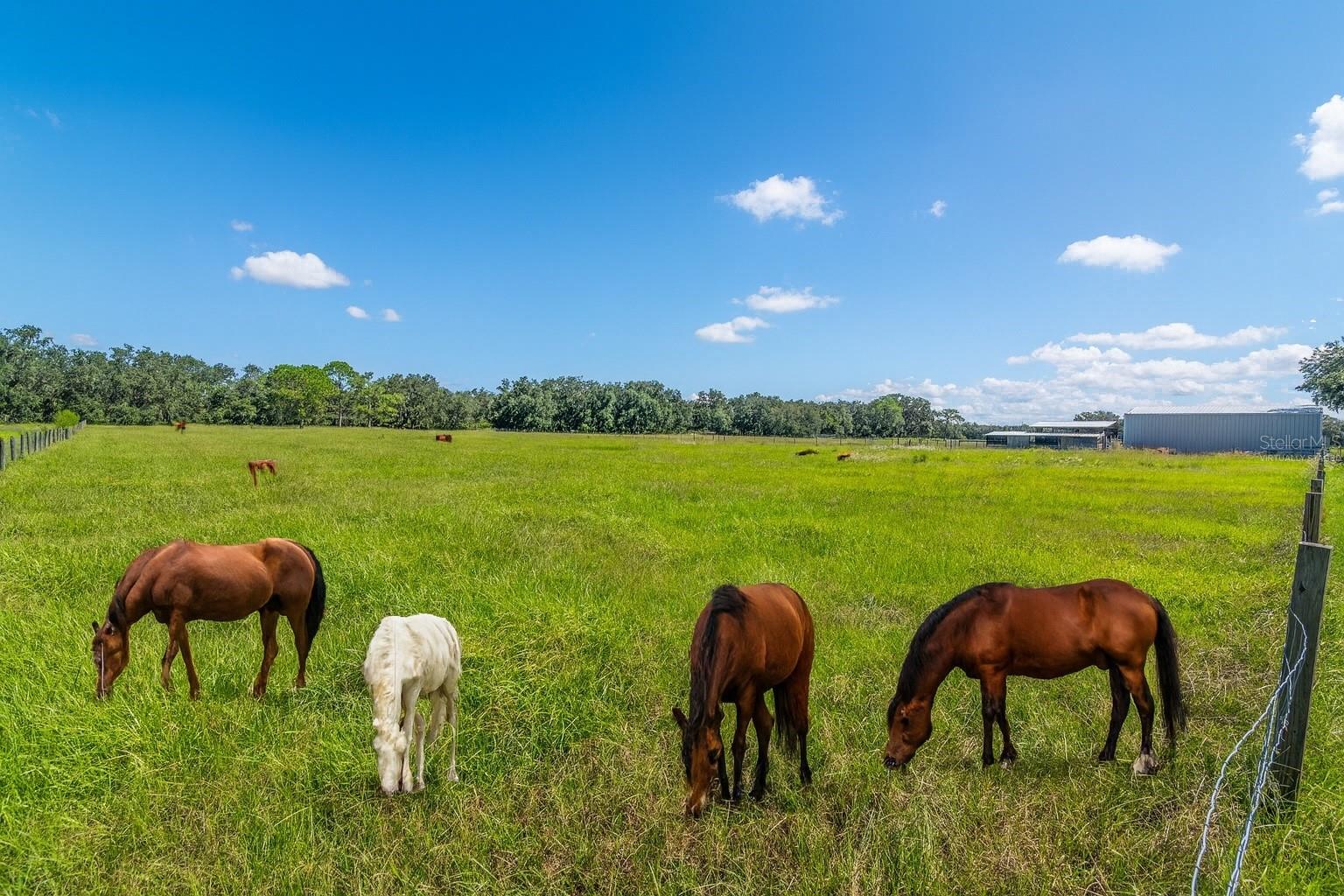 MAMMOTH GROVE - Residential