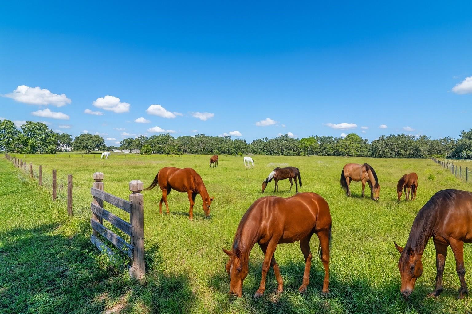 MAMMOTH GROVE - Residential