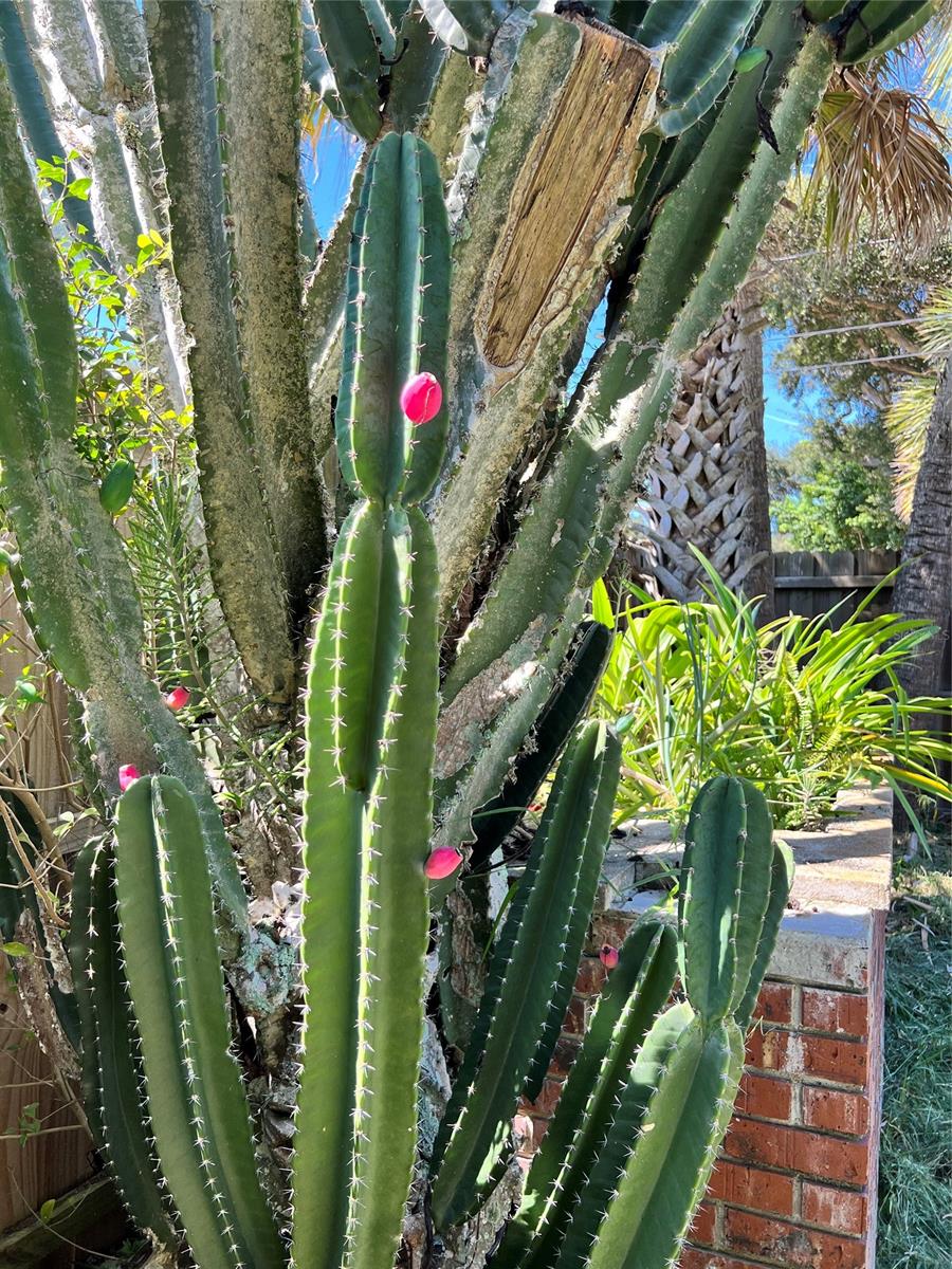 New Smyrna Beach - Residential