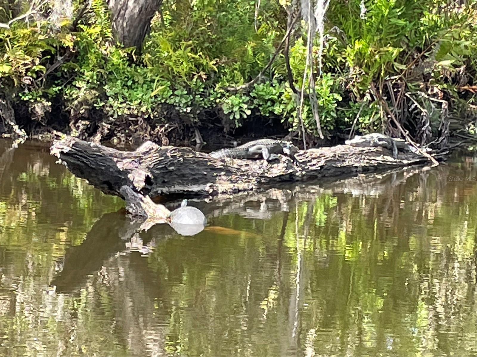 IMPERIAL HOUSE OF VENICE - Residential