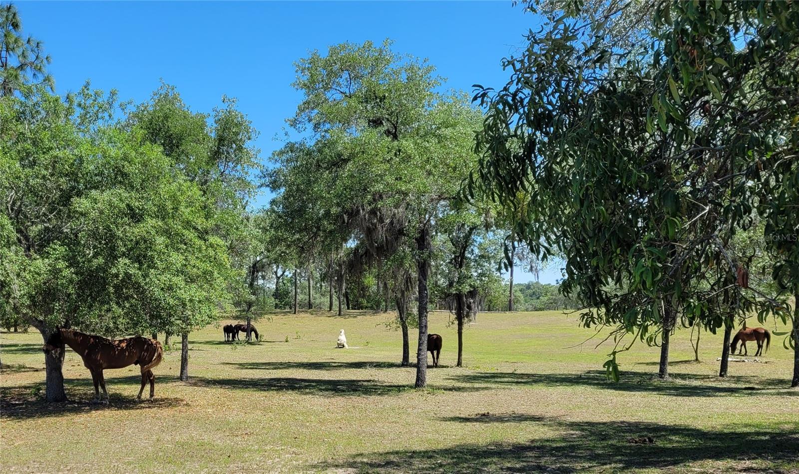 TRIPLE CROWN FARMS - Residential