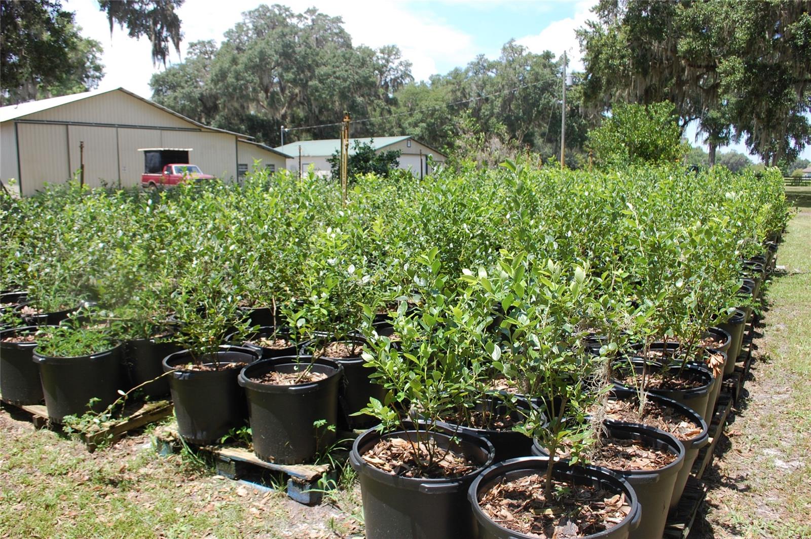 LOCHLOSSA FARMS - Residential