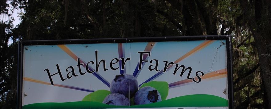 CERTIFIED ORGANIC BLUEBERRY FARM - Welcome to the farm life. This amazing property, located in Lochloosa Farms, is a five-acre parcel, (10 acres with 5 acres to be split by survey) is an active Blueberry Farm with over eight varieties of berries. Beautiful three-bedroom, two-bath home with approximately 2,268 sq. ft., including an in-ground pool. From the patio area, you can drink your morning coffee and watch the sunrises, the wildlife, with views of the blueberry field. This property is beautifully landscaped and has wood fencing. Property includes a Packing house - 4,988 sq. ft., two dock heights with receiving doors, w/dock plates, sealer pad, and light. Back dock is 424 sq. ft. open with one dock plate; the back of the enclosed area has one garage door. Inside is equipped with an icyene installation, two air conditioners, in the packing area, and two refrigerated units in the cooler room. There is a small office, storage, and two bathrooms, all on a deep well and septic. Including a 4,800 sq. ft. storage barn/office with a metal roof with kitchen, sink, and bathroom area. For more storage, there is an older barn with a shop area with cement slab floors, closed in w/garage door (4) and one main door which is 36" for a total of 2,264 sq. ft. Gas storage area with a 250-gallon tank with a 9 x 7 tin roof over next to a 16 x 16 closed in barn. This barn has concrete floors and a water softener. One of the areas has been converted into a one-bedroom, one-bath apartment. The organic certificate is transferable. The equipment list is available. An additional 34 +/- acres available. Call for a showing of this piece of heaven in the Country.