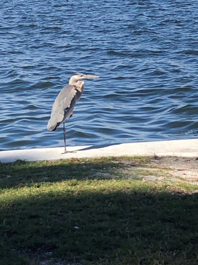 DELESPINE ON INDIAN RIVER - Residential