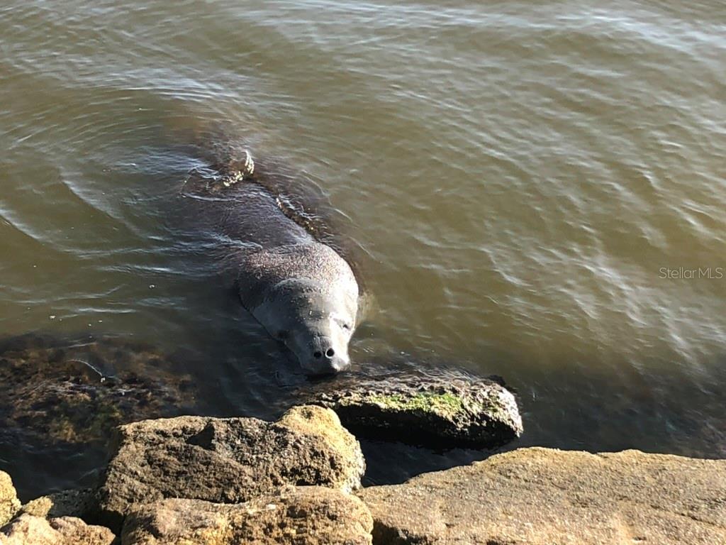 DELESPINE ON INDIAN RIVER - Residential