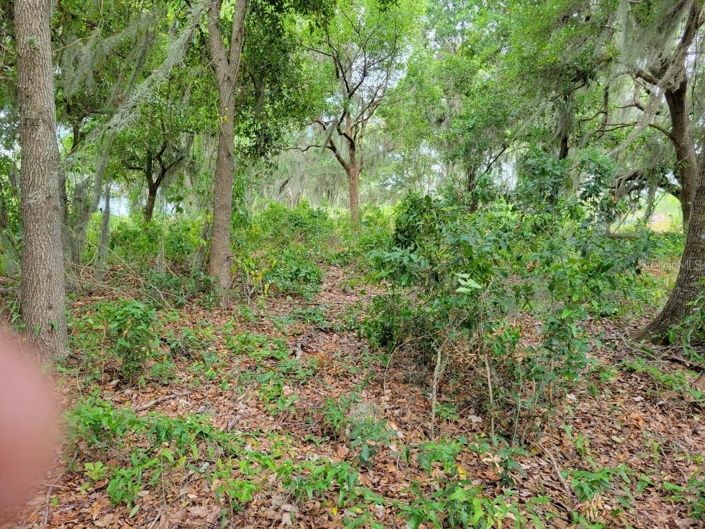 FLORIDA FRUIT BELT SALES - Land