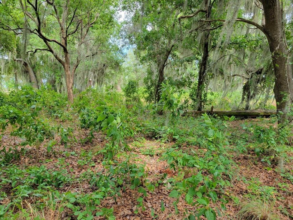 FLORIDA FRUIT BELT SALES - Land