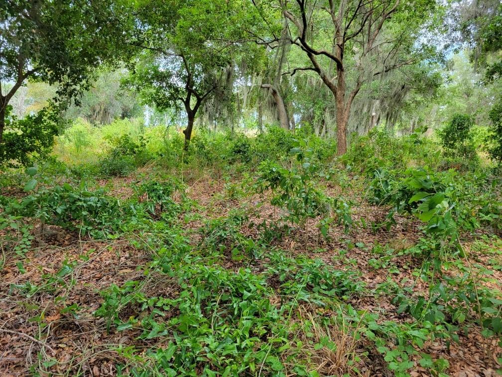 FLORIDA FRUIT BELT SALES - Land