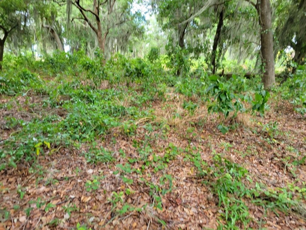 FLORIDA FRUIT BELT SALES - Land